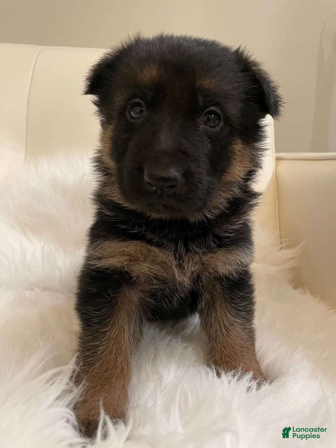 German Shepherd dogs for sale: 4 - Image 3