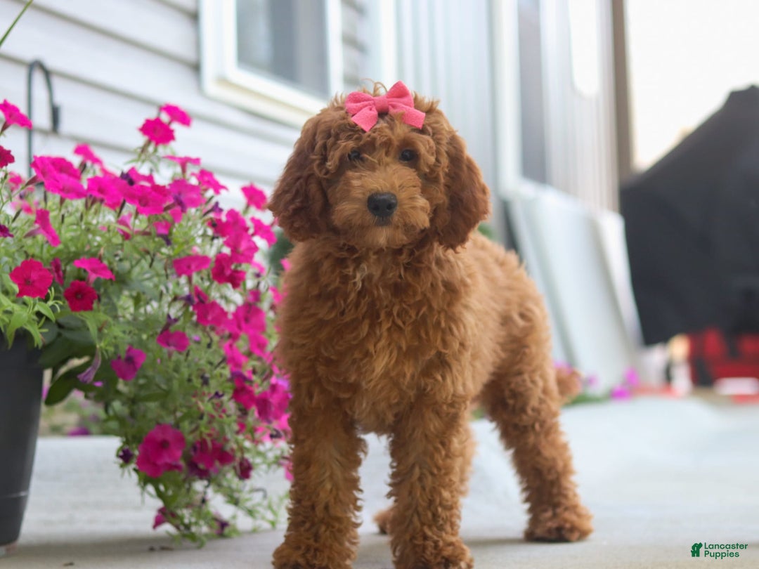 Goldendoodle dogs for sale: Sugar - Image 9