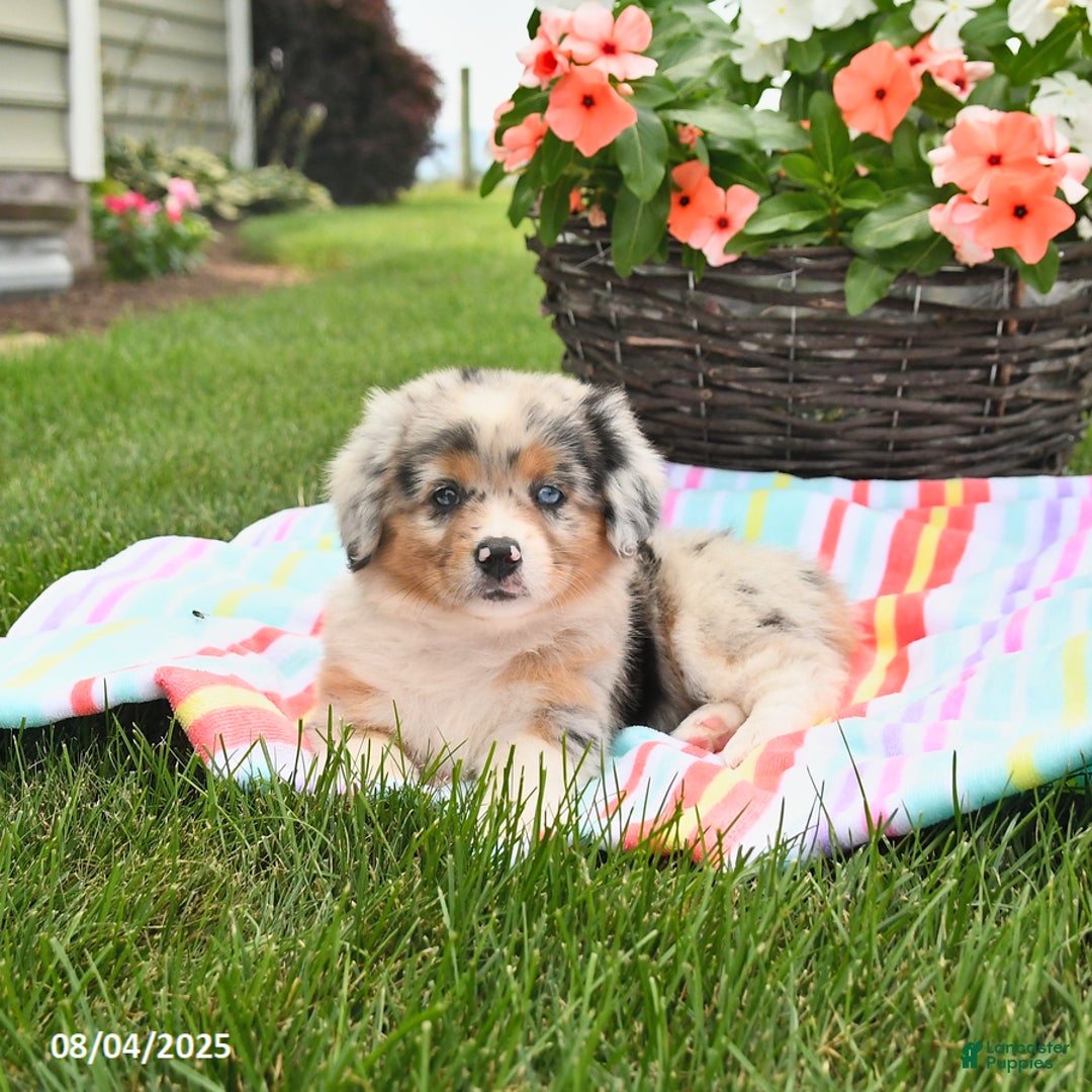 Welsh Corgi Pembroke dogs for sale: Trixie - Image 2