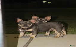 French Bulldog dogs for sale: Bam-Bam - Image 4