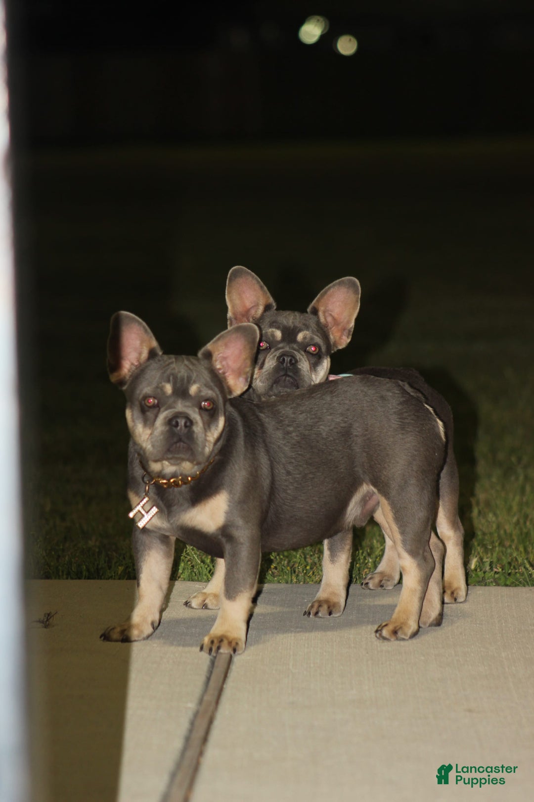 French Bulldog dogs for sale: Bam-Bam - Image 4