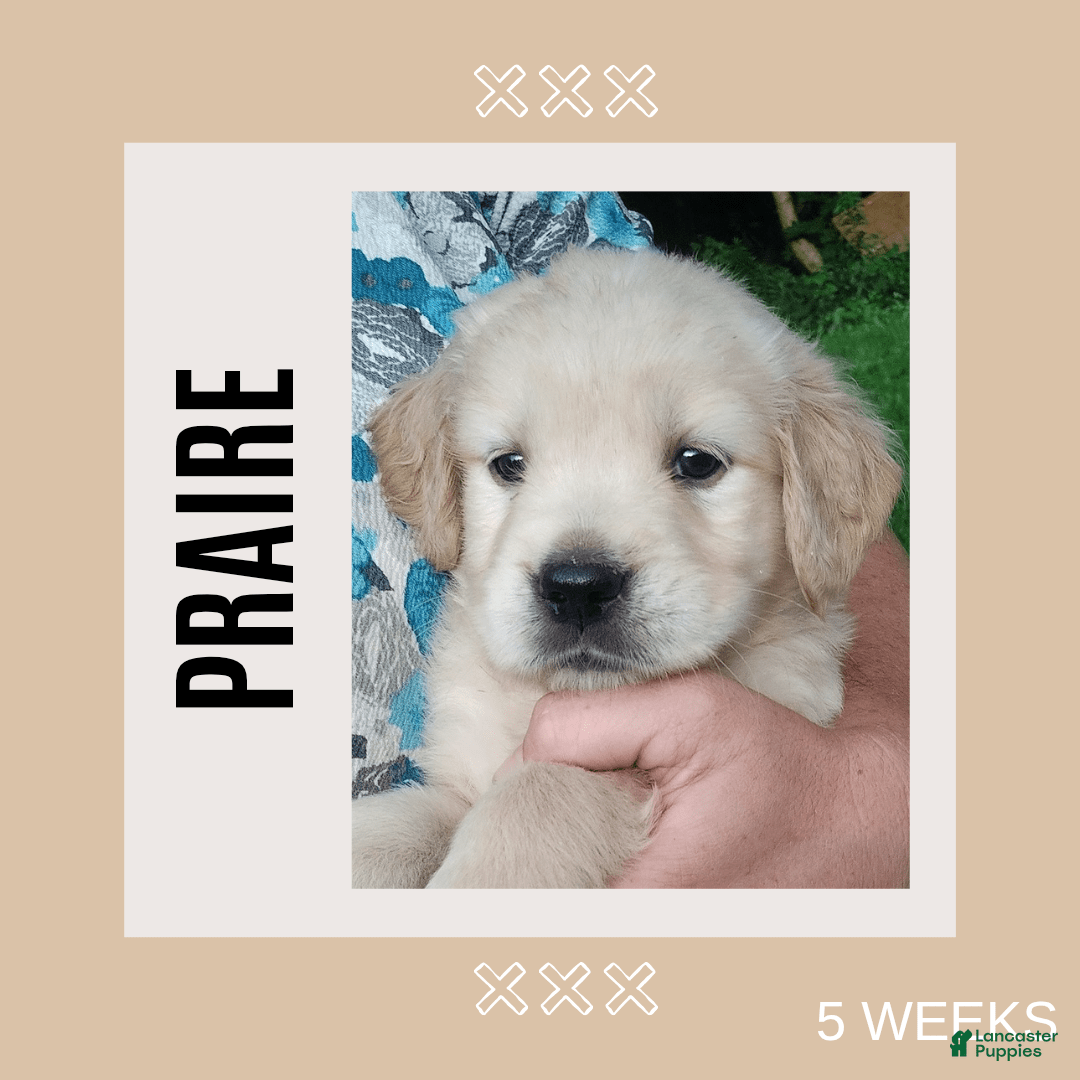 Golden Retriever dogs for sale: Prairie - Image 32