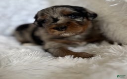 Bernedoodle dogs for sale: Merle Girl A - Image 7