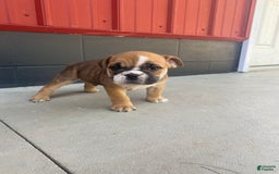 English Bulldog dogs for sale: Diesel - Image 9