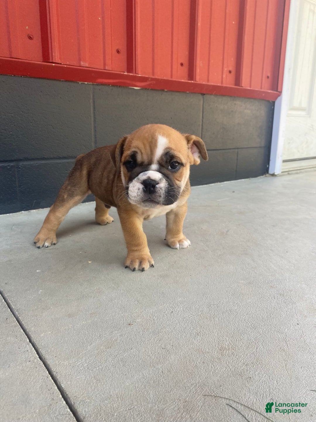 English Bulldog dogs for sale: Diesel - Image 9