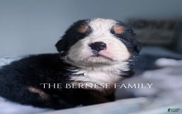 Bernese Mountain Dog dogs for sale: Male - Image 3