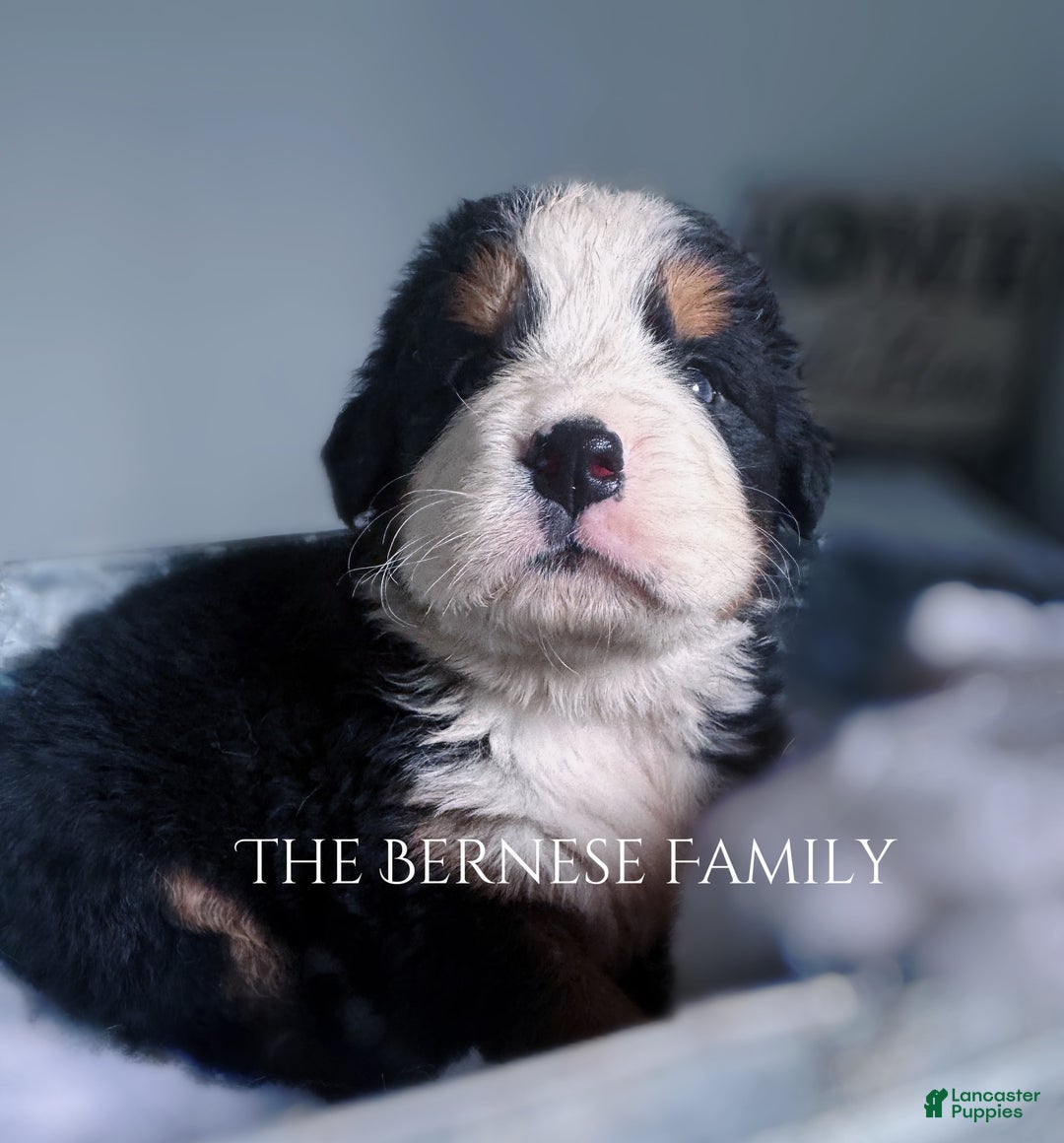 Bernese Mountain Dog dogs for sale: Male - Image 3