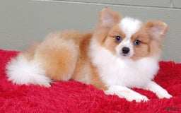 Pomeranian dogs for sale: Tinker - Image 4