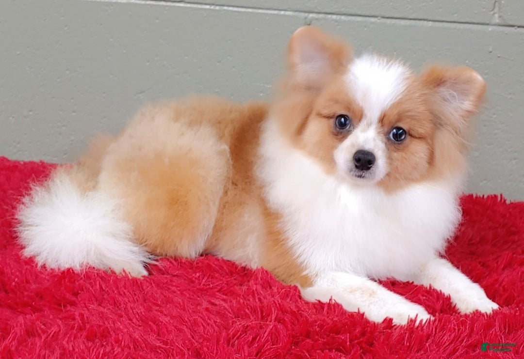 Pomeranian dogs for sale: Tinker - Image 4