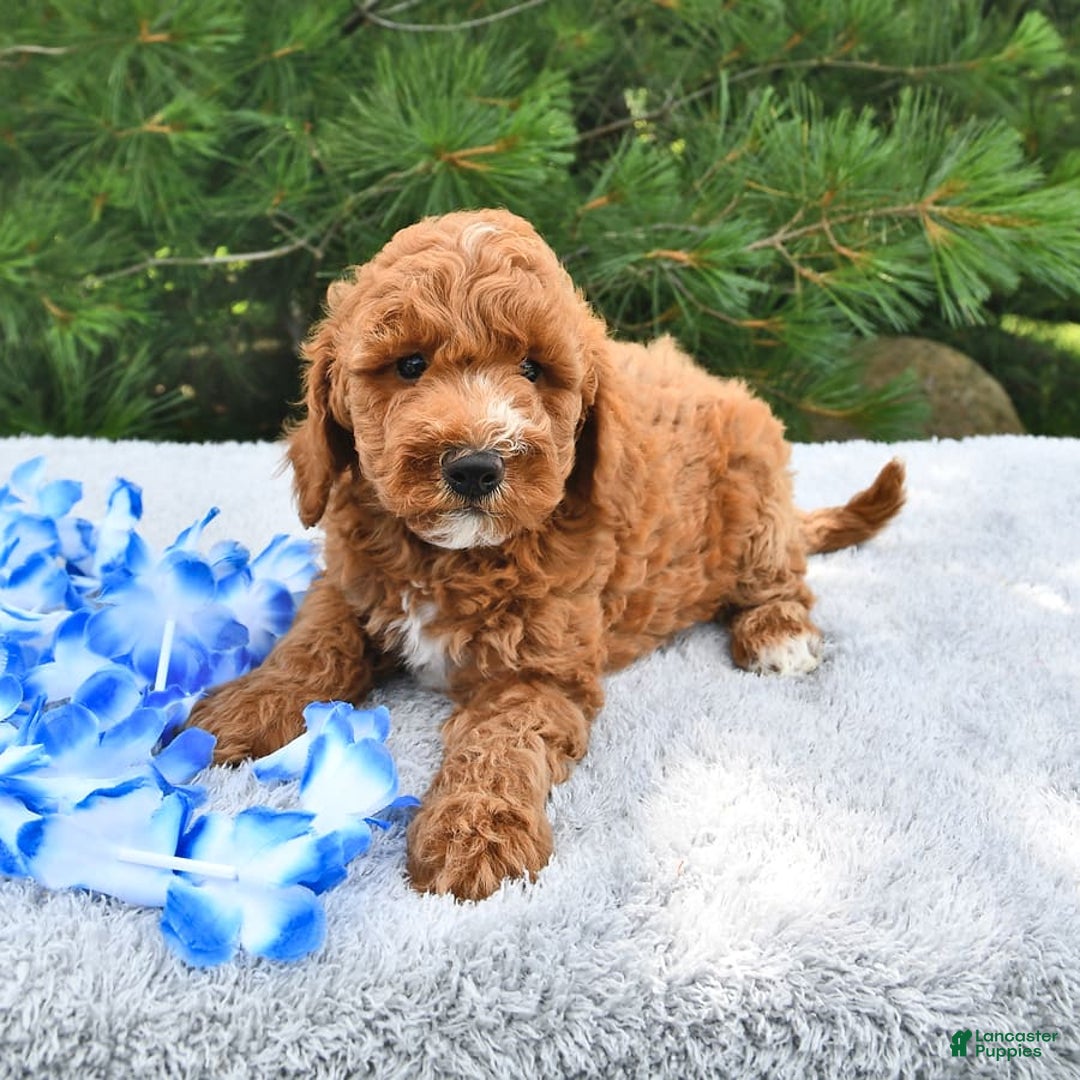 Mini Goldendoodle dogs for sale: Edger - Image 18