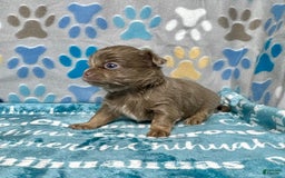 Chihuahua dogs for sale: Tobias Lavender Long Coat - Image 17