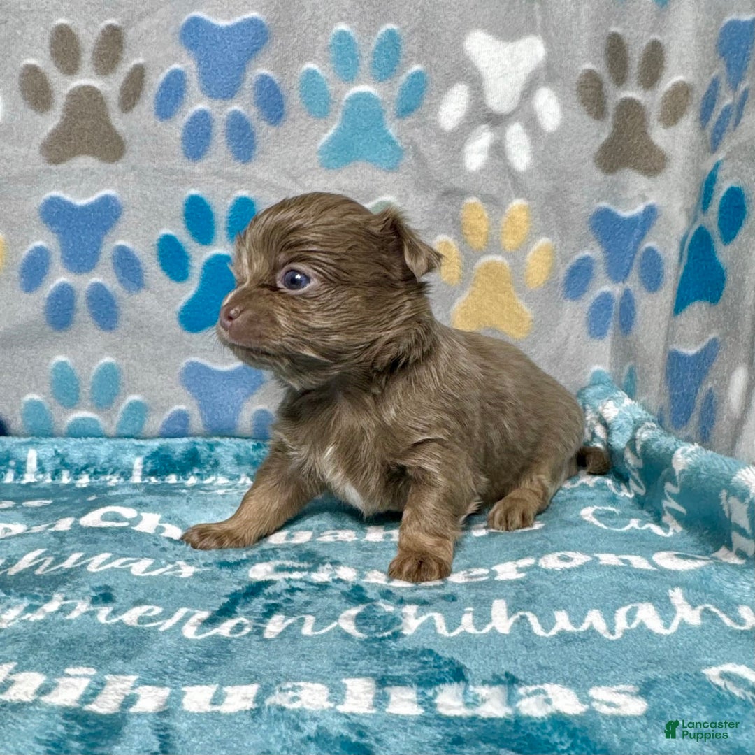 Chihuahua dogs for sale: Tobias Lavender Long Coat - Image 17