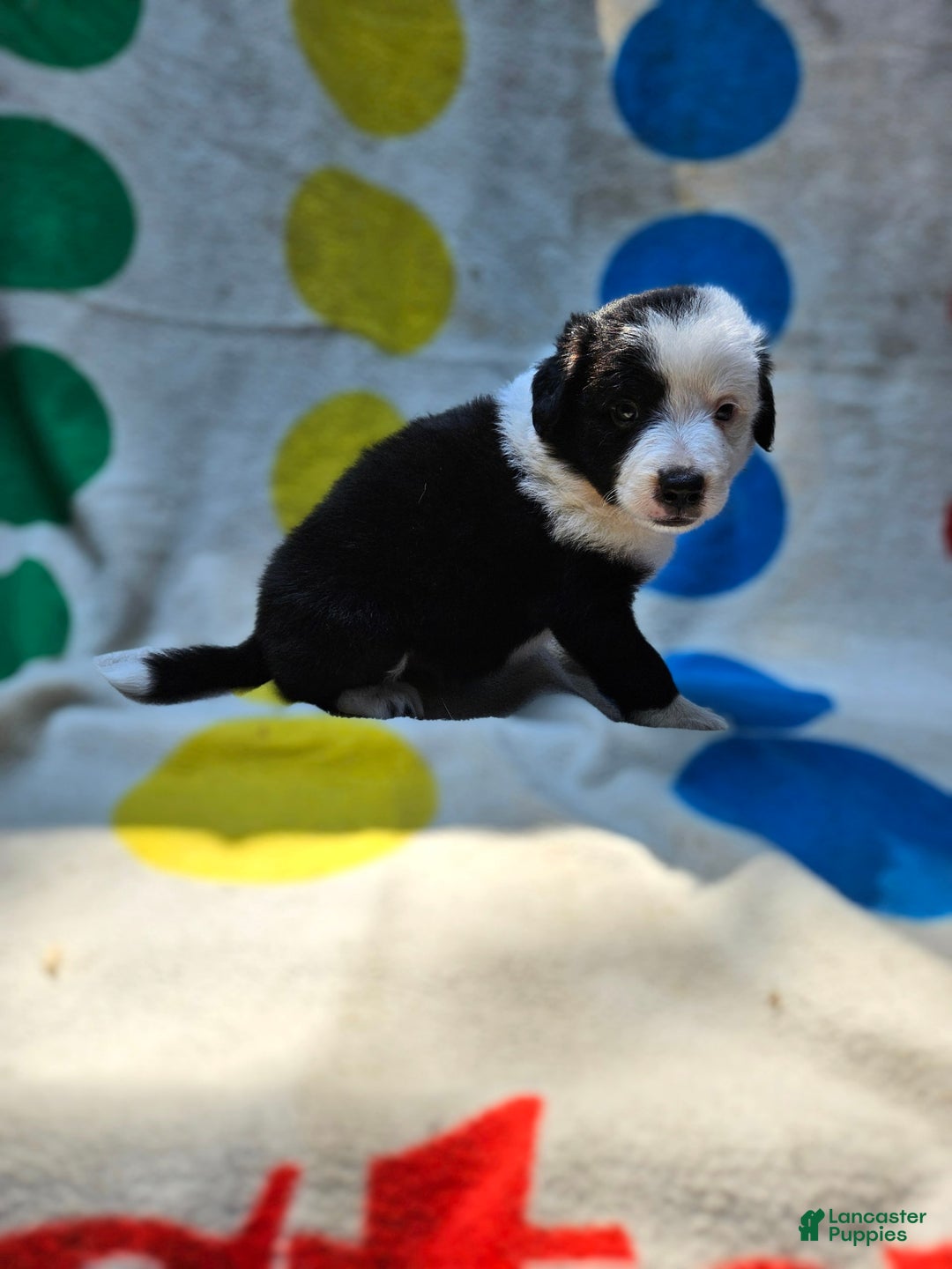 Border Collie dogs for sale: Bear - Image 15