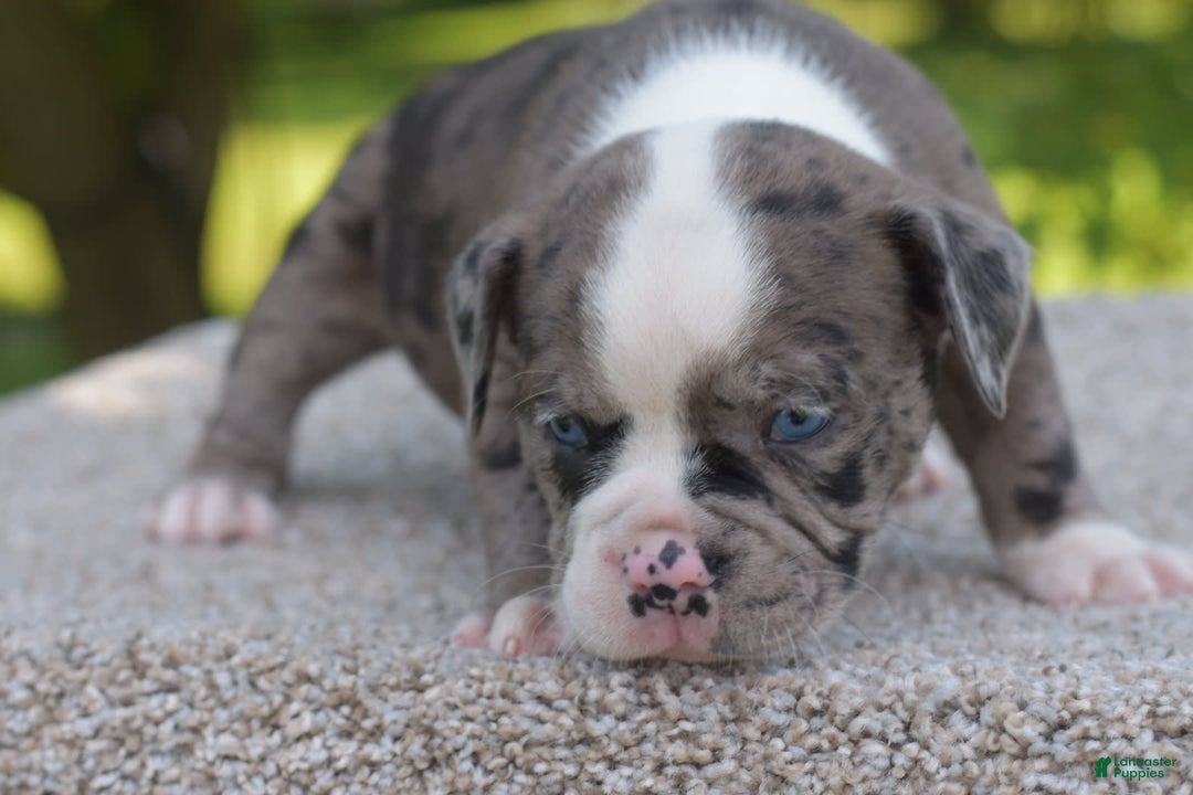 Olde English Bulldogge dogs for sale: Enzo blue eyes mini bulldogge - Image 12