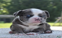 Olde English Bulldogge dogs for sale: Enzo blue eyes mini bulldogge - Image 3