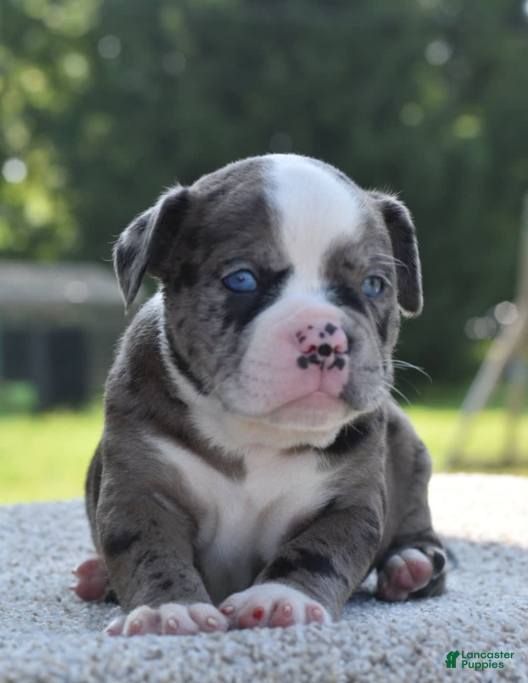 Olde English Bulldogge dogs for sale: Enzo blue eyes mini bulldogge - Image 3