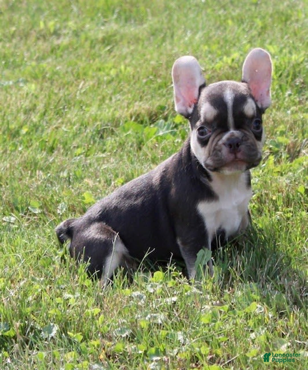 French Bulldog dogs for sale: Frankie - Image 4