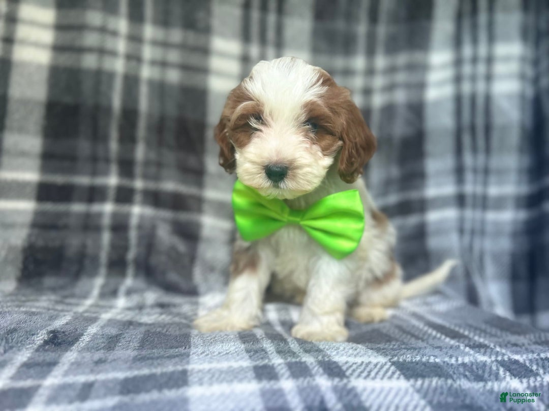 Cavapoo dogs for sale: Cheeto - Image 6