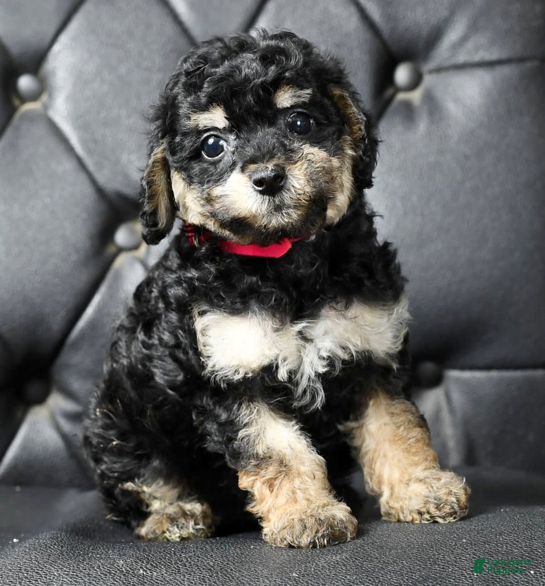 Miniature Poodle dogs for sale: Ellie - Image 5