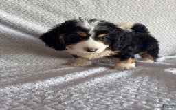 Mini Bernedoodle dogs for sale: Max - Image 3