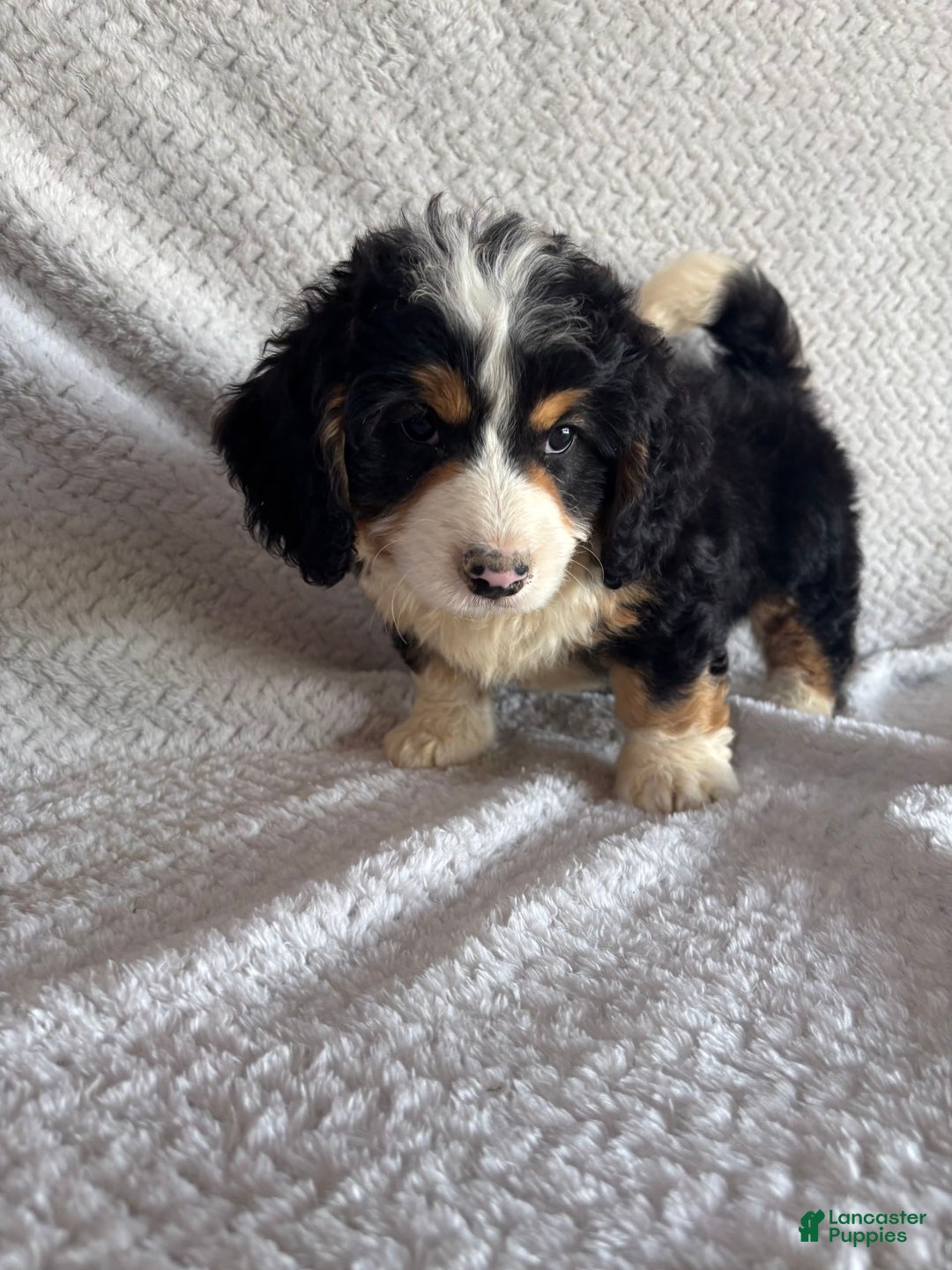Mini Bernedoodle dogs for sale: Max - Image 3