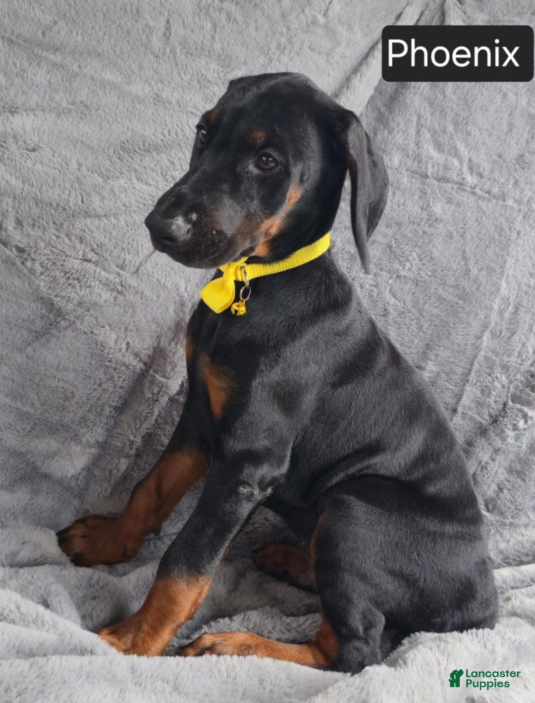 Doberman Pinscher dogs for sale: Phoenix - Image 6