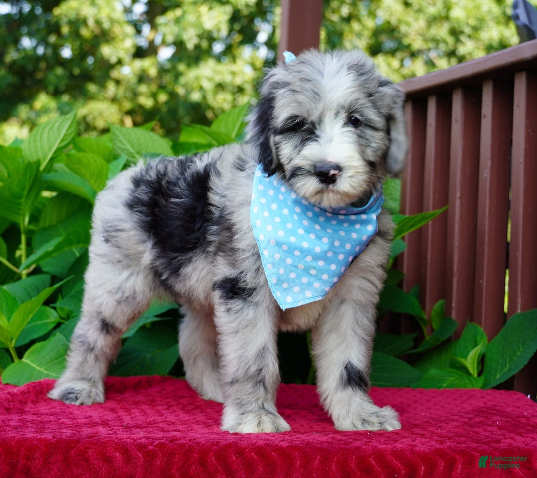 Sheepadoodle dogs for sale: Murphy - Image 2