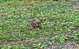 Chihuahua dogs for sale: Reggie - Image 15