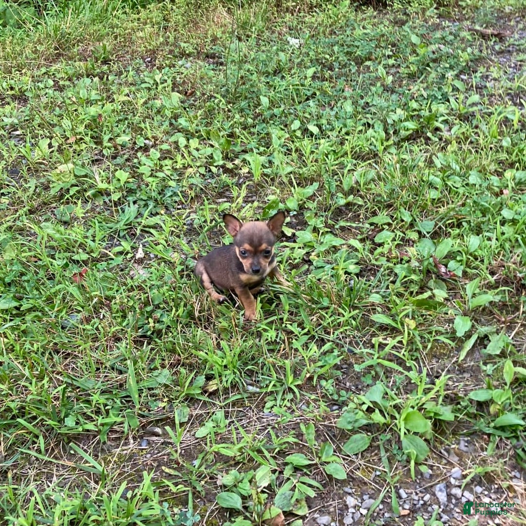 Chihuahua dogs for sale: Reggie - Image 15