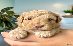 Mini Goldendoodle dogs for sale: Daisy - Image 5