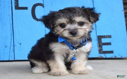 Morkie dogs for sale: Mason - Image 7