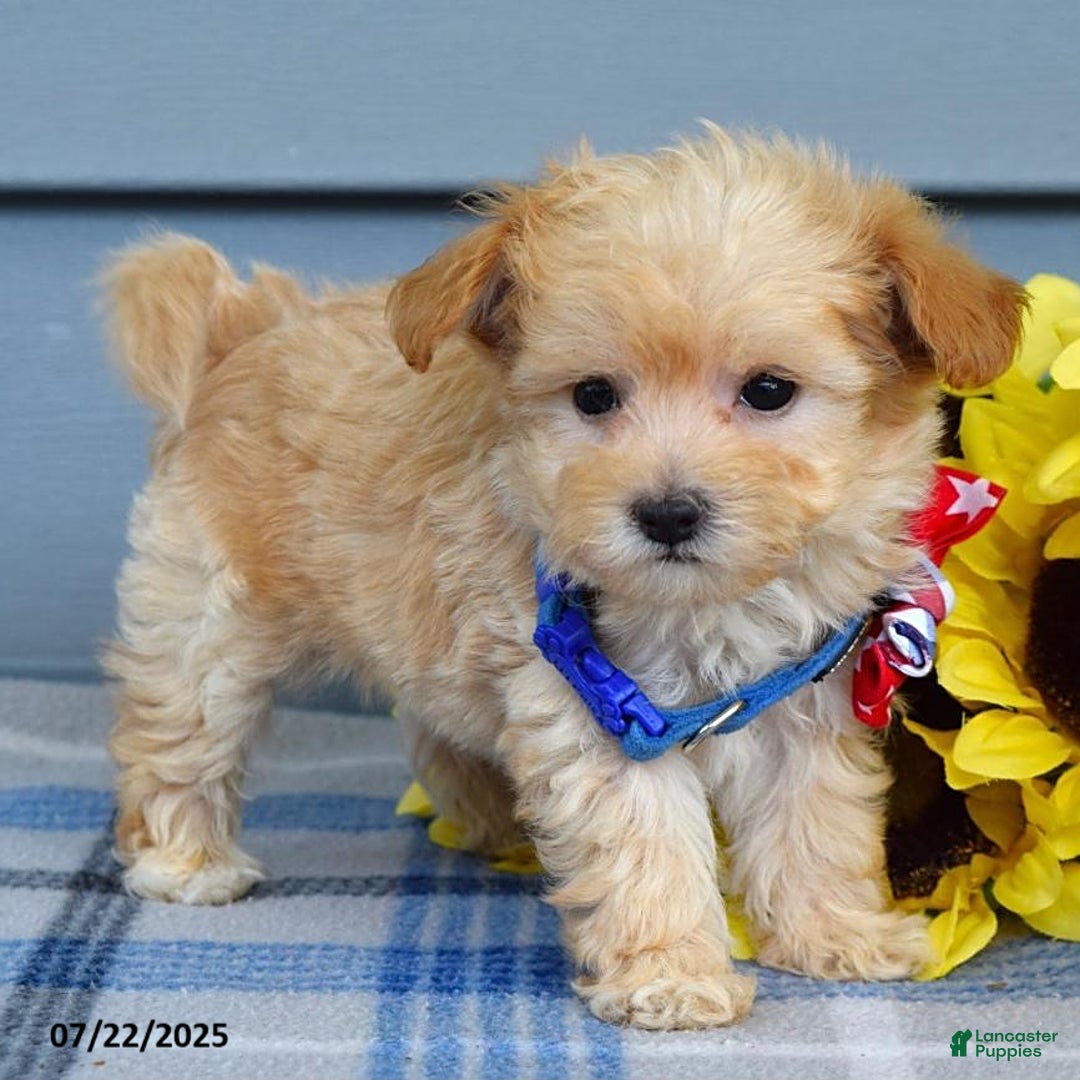 Maltipoo dogs for sale: Nixon - Image 7