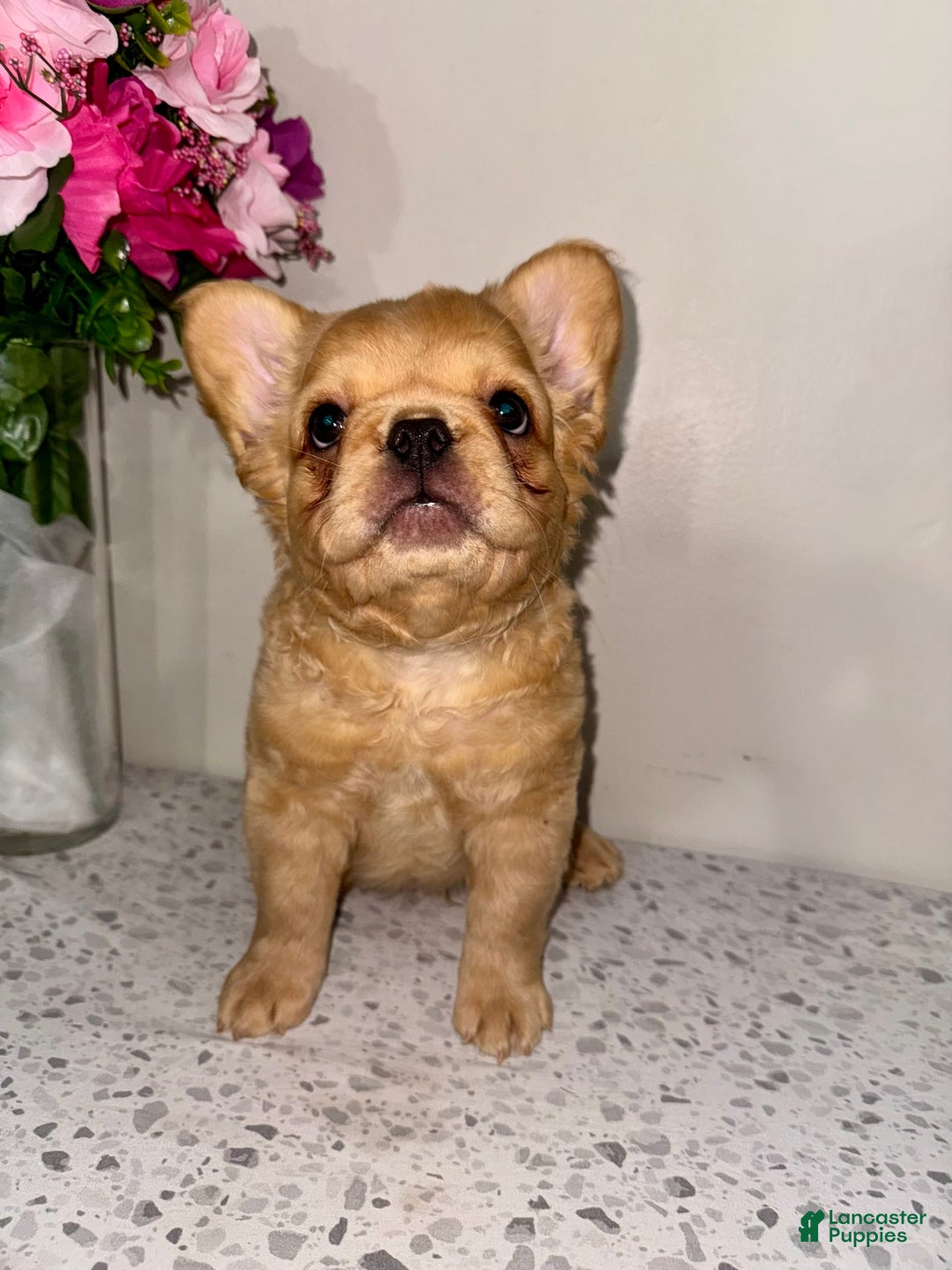 French Bulldog dogs for sale: King Fluffy Frenchie - Image 4