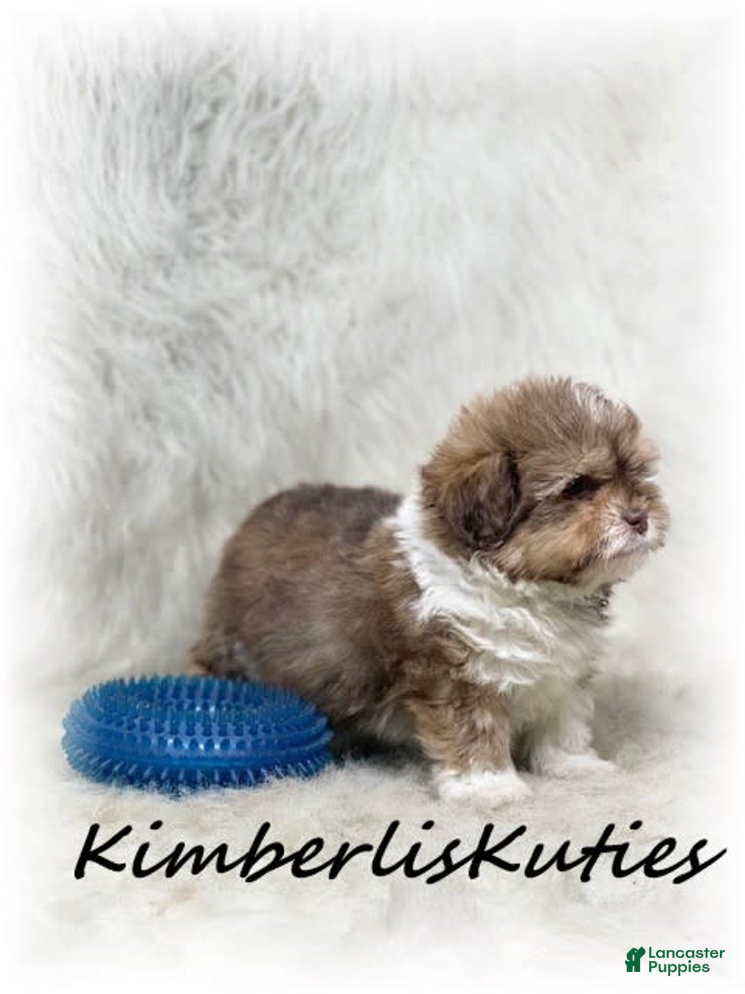 Maltipoo dogs for sale: Little Miles - Image 2