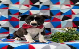 Jack Russell Terrier dogs for sale: Markey - Image 6