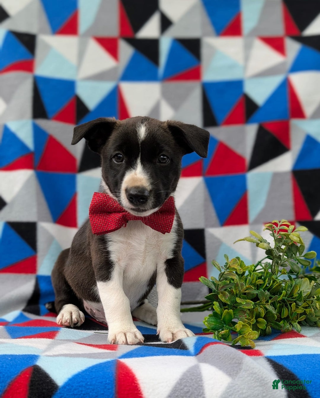 Jack Russell Terrier dogs for sale: Markey - Image 6