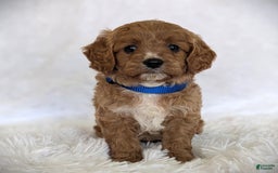 Cavapoo dogs for sale: Oscar - Image 2