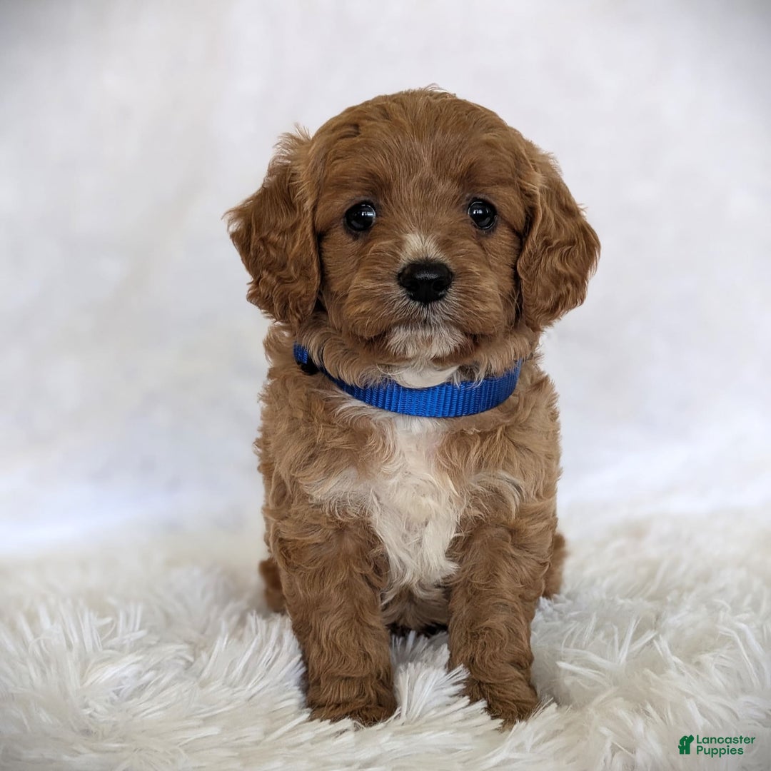 Cavapoo dogs for sale: Oscar - Image 2