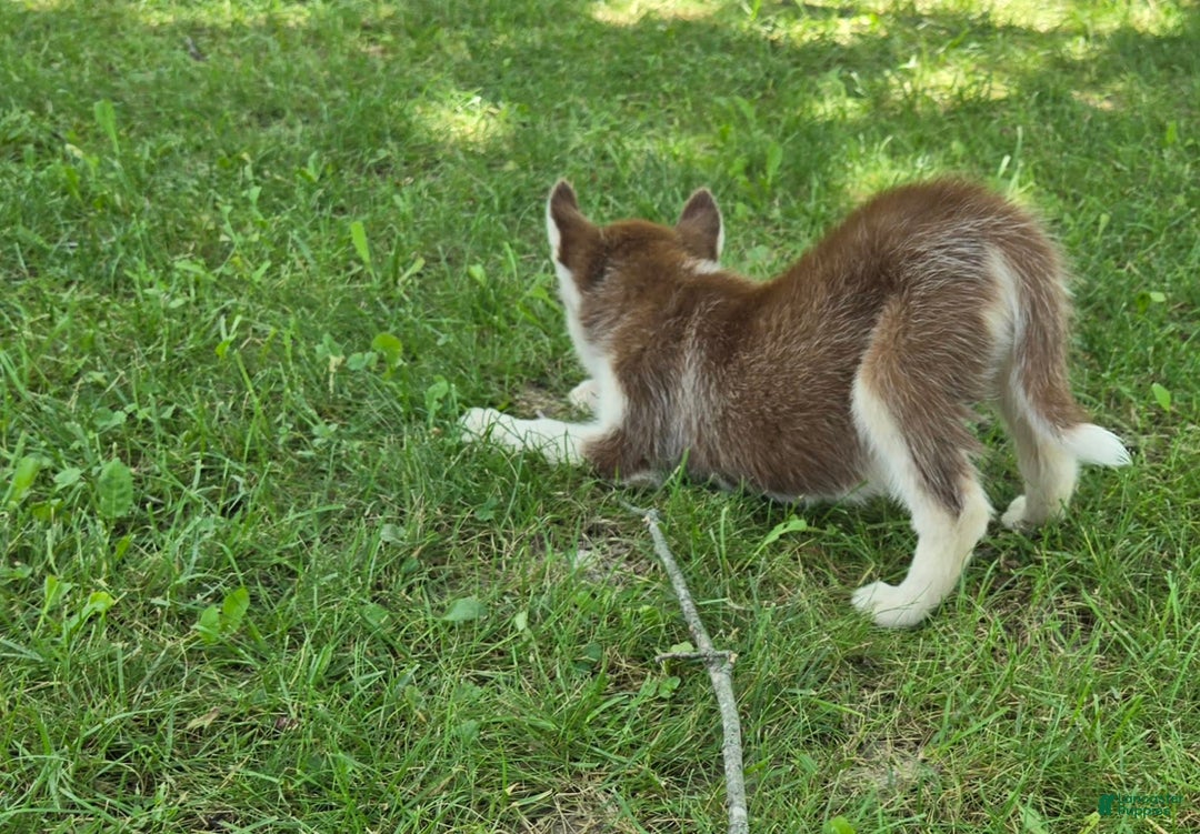 Siberian Husky dogs for sale: Hazel - Image 4