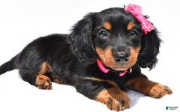 Miniature Dachshund dogs for sale: Luna - Image 1