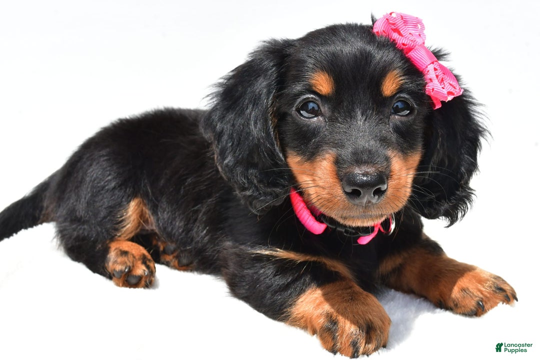Miniature Dachshund dogs for sale: Luna - Image 1