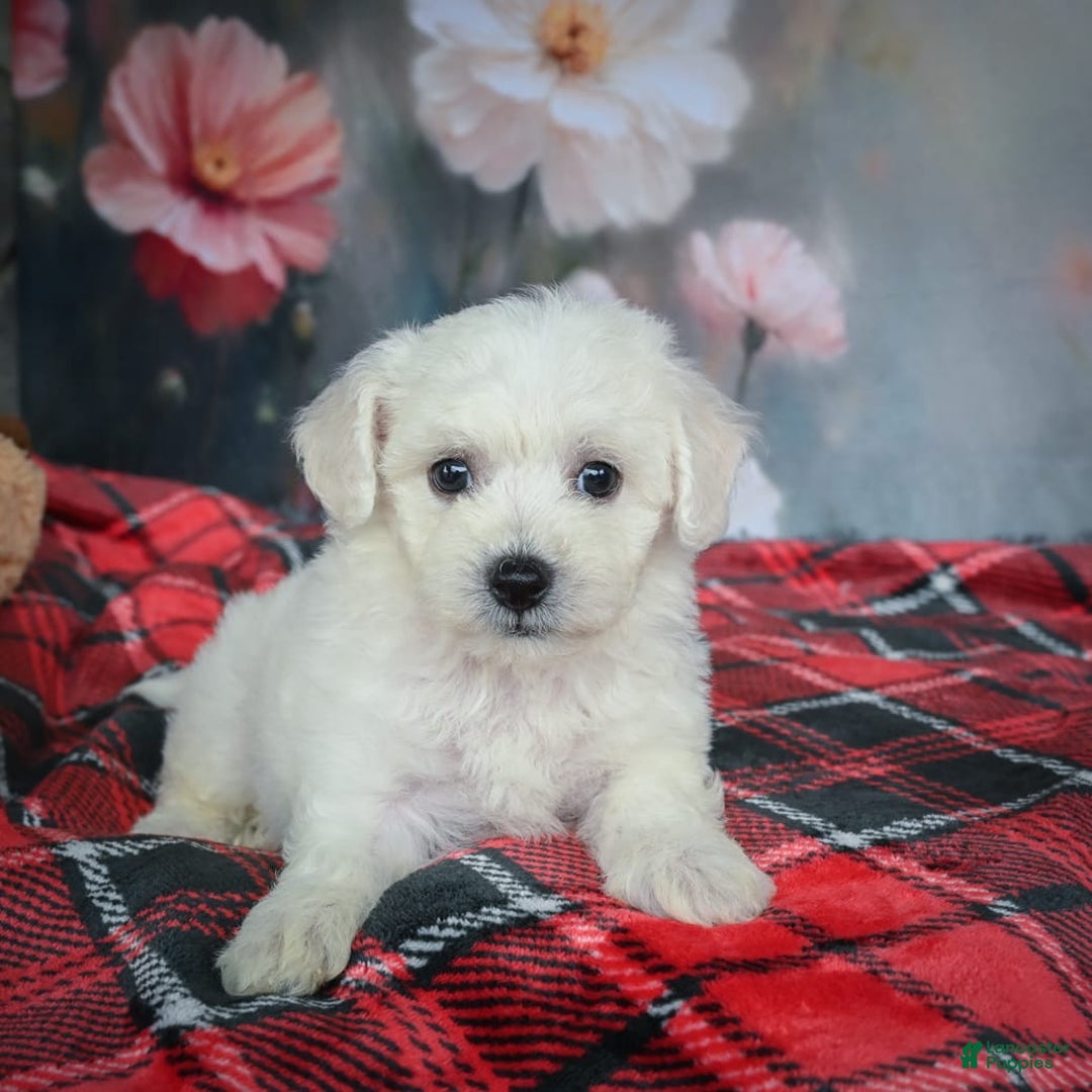 Bichon Frise dogs for sale: Josie - Image 4