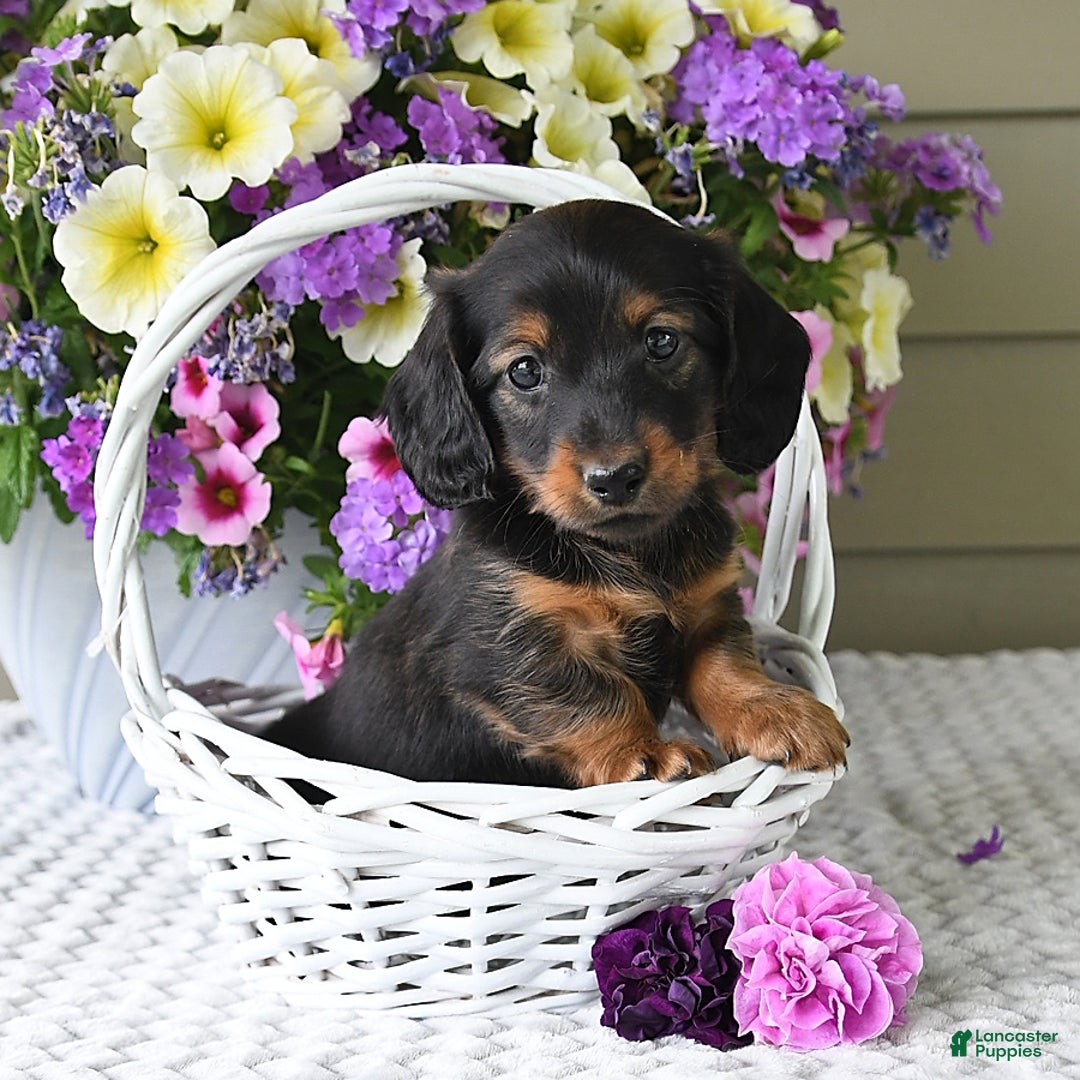 Miniature Dachshund dogs for sale: Laudon - Image 16