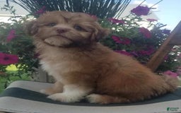 Shihpoo dogs for sale: Josey - Image 4