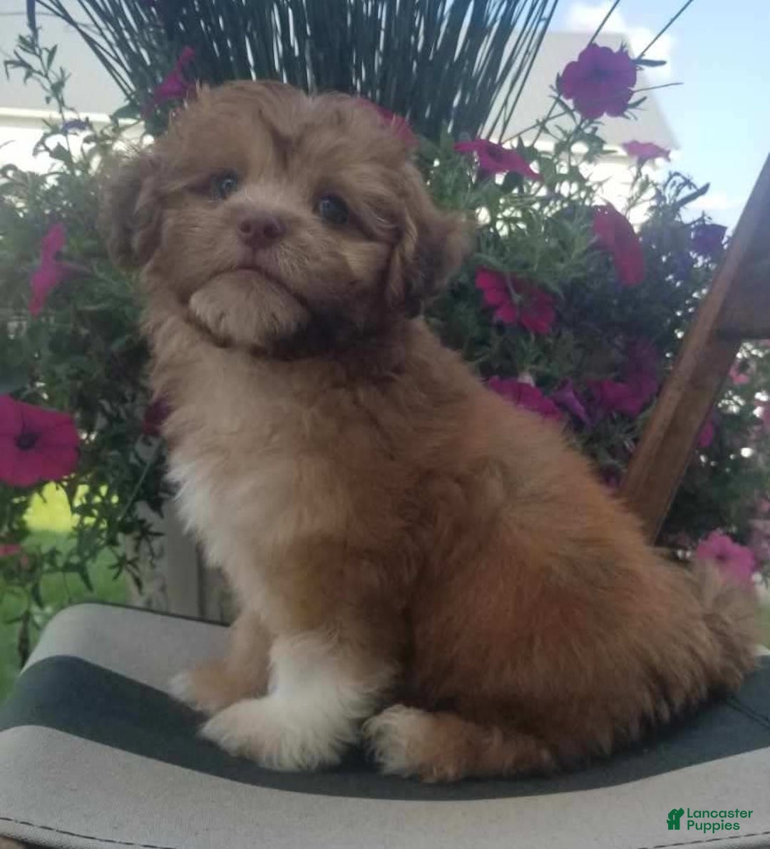 Shihpoo dogs for sale: Josey - Image 4