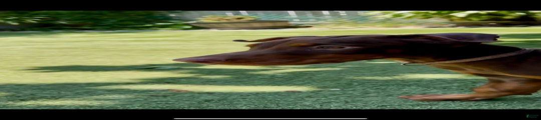 Jupiter Euro Championship Line Doberman