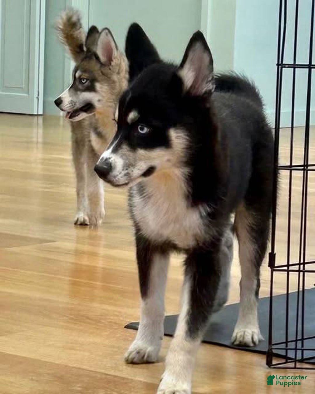 Siberian Husky dogs for sale: Starlight - Image 3
