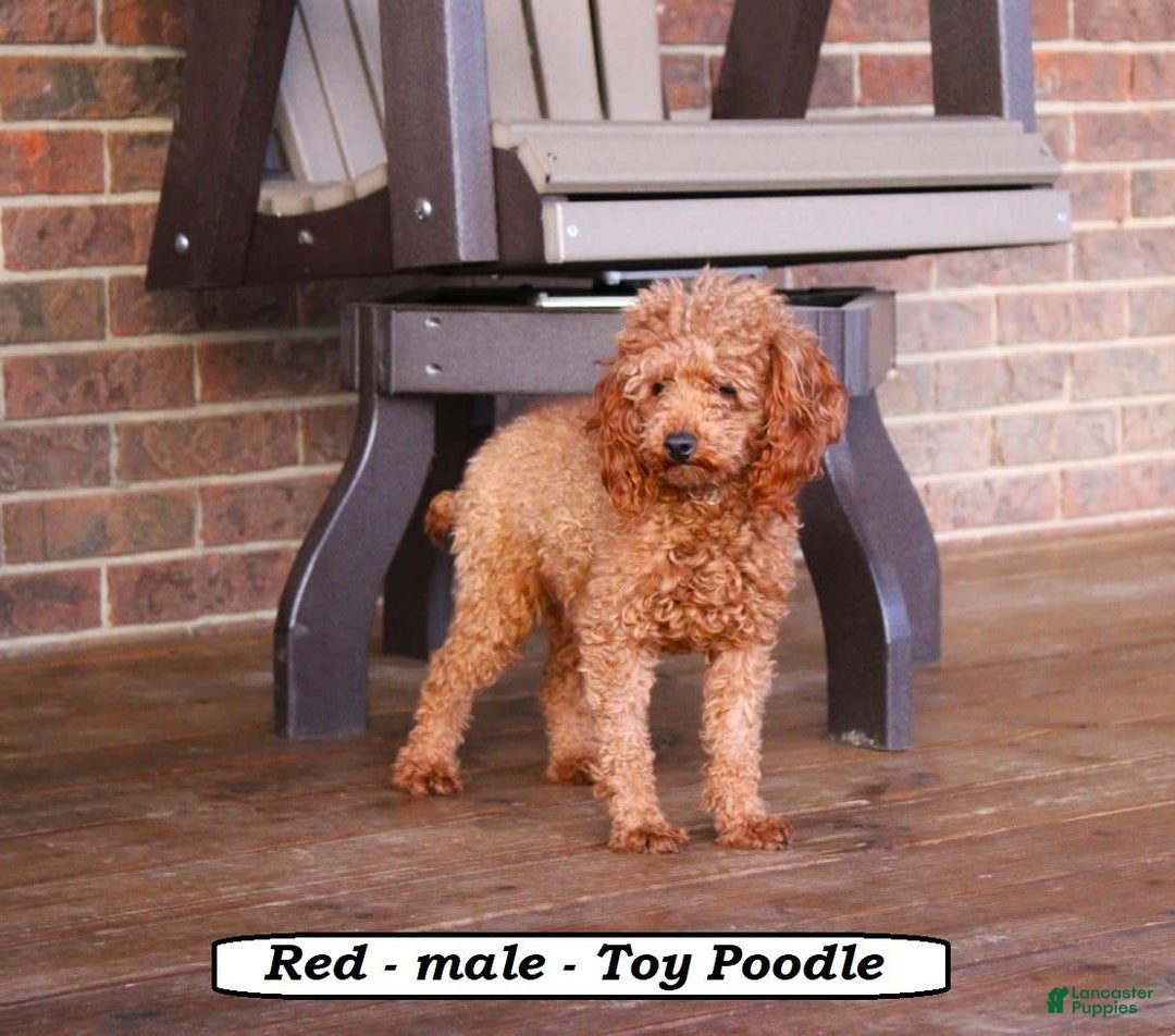 Cavapoo dogs for sale: Jack - Image 8