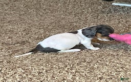 Miniature Dachshund dogs for sale: Sayde - Image 1