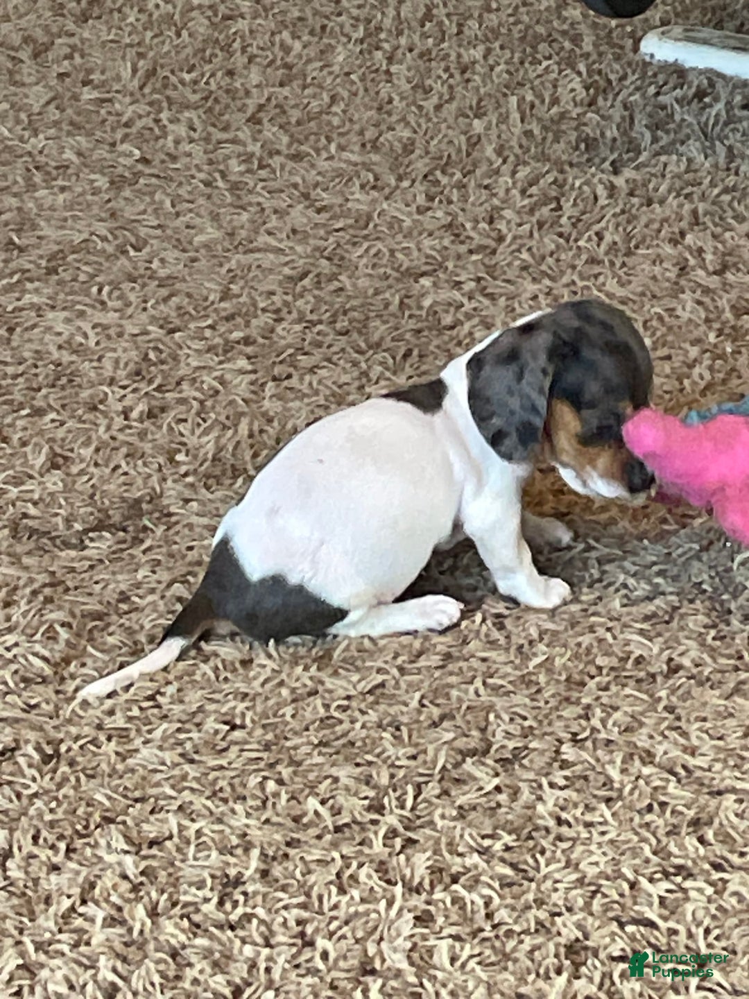 Miniature Dachshund dogs for sale: Sayde - Image 1